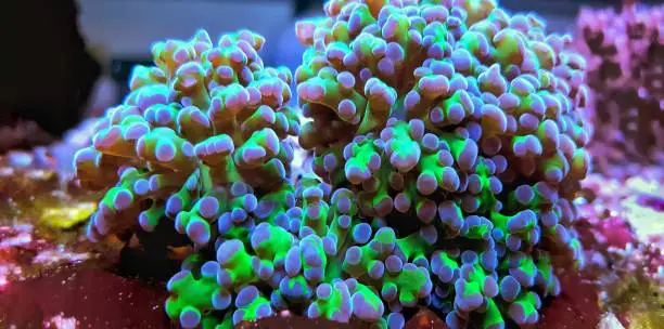 Beautiful saltwater macro shot on coral polyps