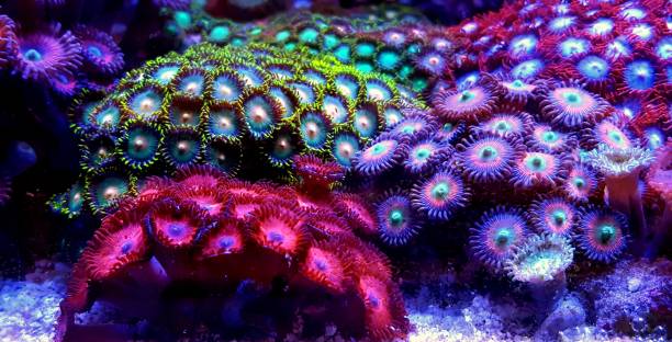 istock Zoanthus colony colorful polyps in saltwater reef aquarium tank 1002745026