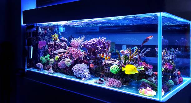 Saltwater coral reef aquarium fish tank stock photo