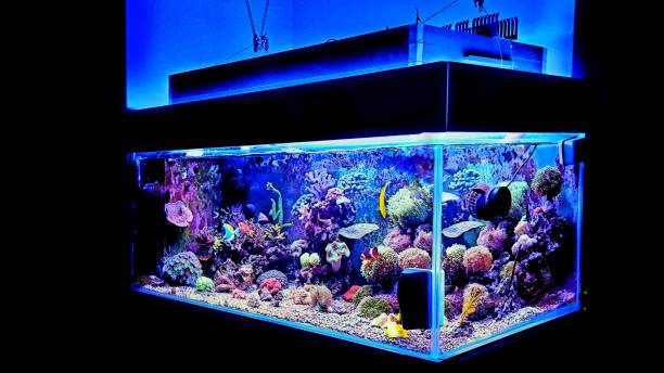istock Saltwater coral reef aquarium fish tank 1002745166