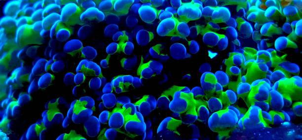 istock Euphyllia frogspawn lps coral macro polyps in saltwater reef aquarium tank 1002745424