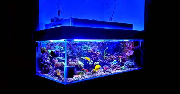 istock Saltwater coral reef aquarium fish tank 1002745964