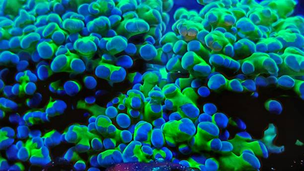 istock Euphyllia frogspawn lps coral macro polyps in saltwater reef aquarium tank 1002746072
