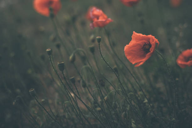 Red poppy on a dark cloudy day