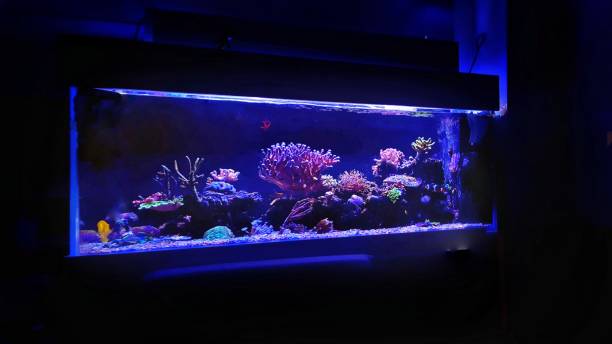 istock Saltwater coral reef aquarium fish tank 1002746468