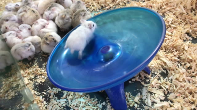 hamster running on board
