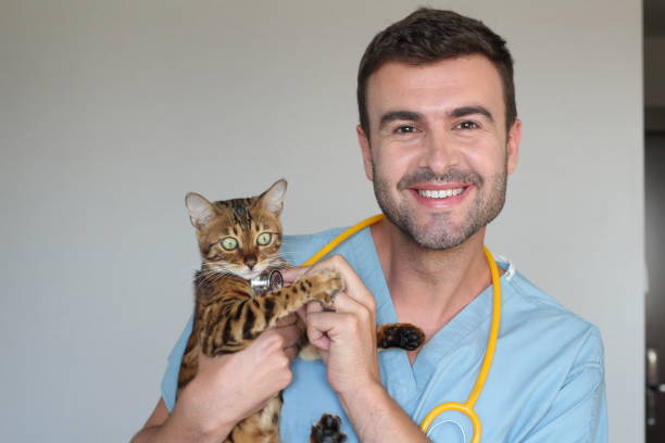 istock Good looking veterinarian cute with exotic cat 1002753702