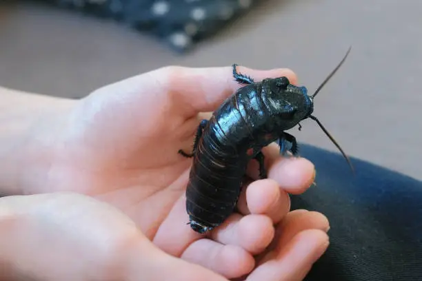 Photo of Male of Gromphadorhina portentosa the hissing cockroach, one of the largest species of Madagascar cockroach. Sits on boy's hand.