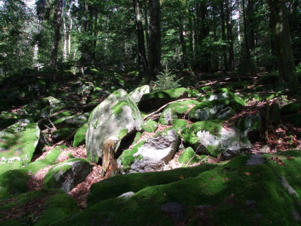 istock bavarian forest in europe germany trees stones landscape 1002767994