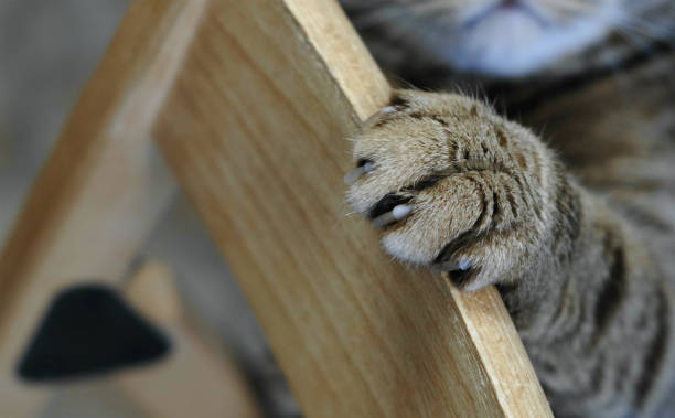 istock Closeup of a paw with claws and eyed the striped muzzle of a cat. 1002768708