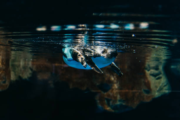 istock aquarium fauna 1002769036