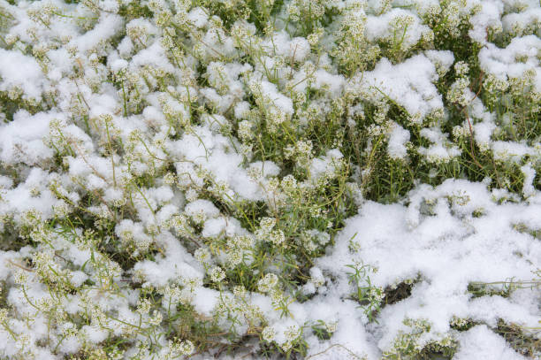 istock Texture, background, pattern. first snow. the flowers in the flower-bed are sprinkled with snow. End of autumn, warm weather, a slight cold 1002769100