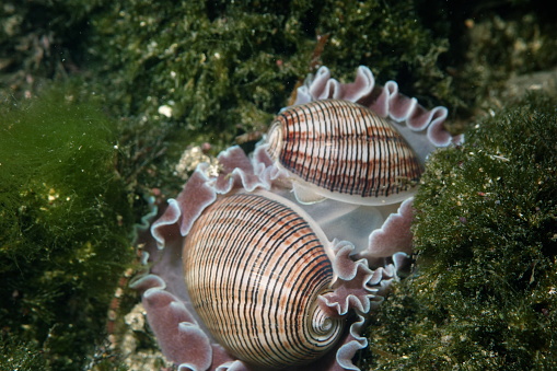 Bubble Snail Rose Petal-Hydatina physis in Sydney, Australia