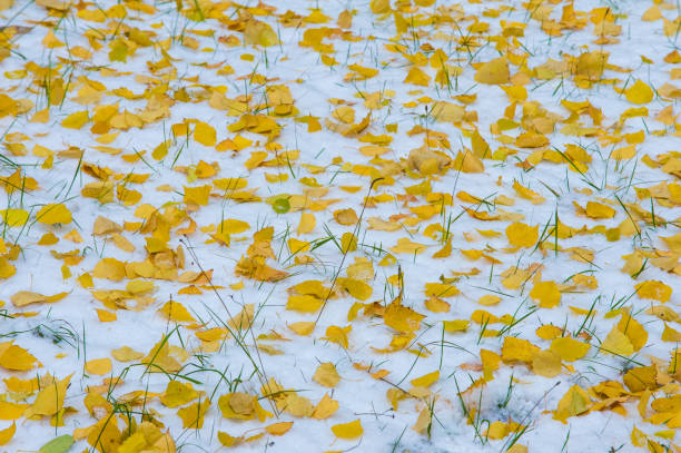 istock Texture, background, pattern. First snow. White and fluffy. Yellow leaves in the snow. End of November. The middle lane of Russia 1002773530