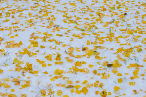 istock Texture, background, pattern. First snow. White and fluffy. Yellow leaves in the snow. End of November. The middle lane of Russia 1002773640