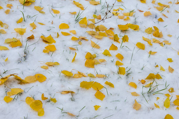 istock Texture, background, pattern. First snow. White and fluffy. Yellow leaves in the snow. End of November. The middle lane of Russia 1002773776