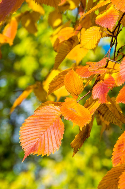 Texture, background, pattern. Yellow red autumn leaves on a tree. Beautiful Warm Photo