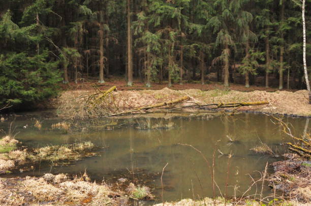 istock lake in the pond in bavaria 1002774466