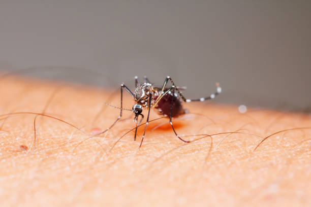 Mosquito sucking blood Close-up female mosquito (Aedes aegypti) sucking blood from human skin mosquito filled with blood stock pictures, royalty-free photos & images