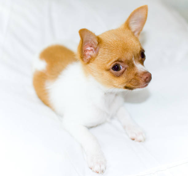 istock chihuahua puppy 1002778948