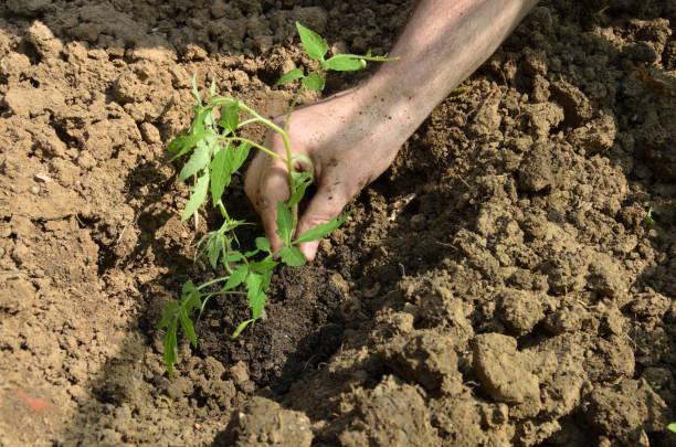 istock Planting organic tomato seedling 1002779290