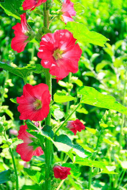 istock Mallow blossoming in garden. Beautiful red flowers 1002782632