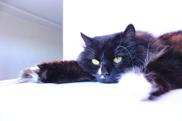 istock Muzzle of cat. Cute muzzle of black cat closeup 1002782820