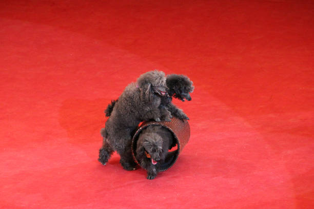 Trained poodles performing in circus arena. Trained dogs in circus. Amusing dogs. Two poodles playing together on red circus arena. Circus performance with poodles