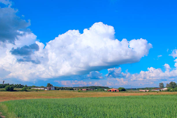 istock Summer landscape with rural field and white clouds on blue sky 1002783710