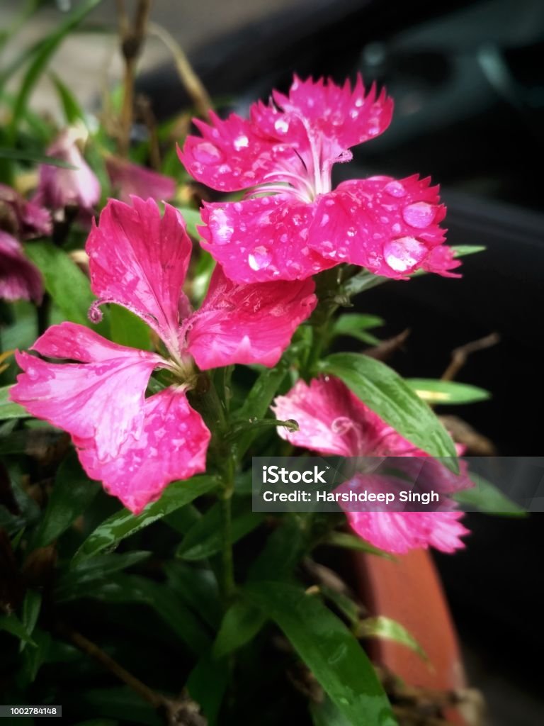 Flores rosadas - Foto de stock de 2015 libre de derechos