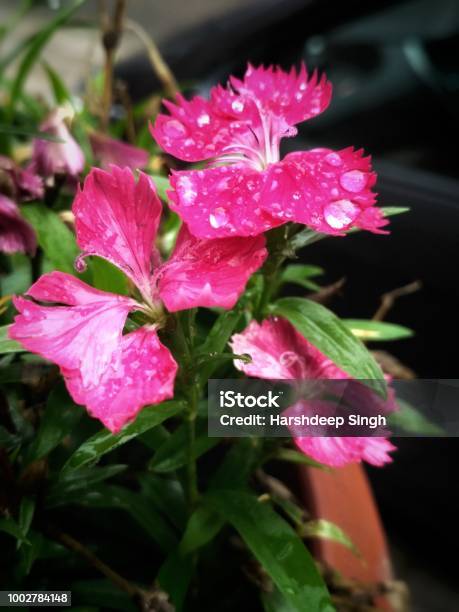 Flores Rosadas Foto de stock y más banco de imágenes de 2015 - 2015, Aire libre, Amarillo - Color