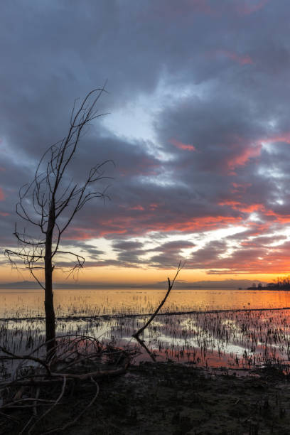 istock Moody lake shore at sunset, with sun light reflecting on water, and skeletal trees 1002786570
