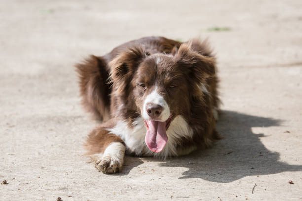 istock Border collie dog walking in belgium 1002786916