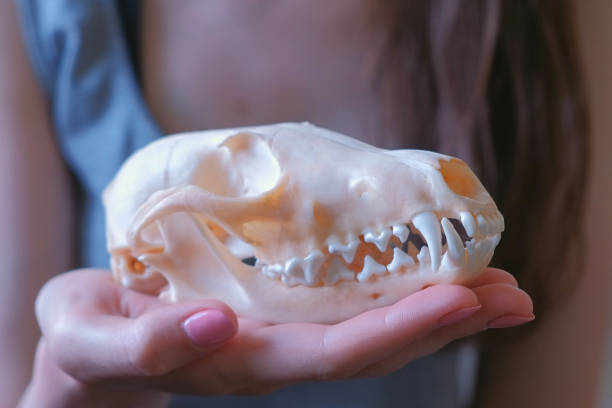 istock Skull of a fox on a woman's hand close-up. 1002792464