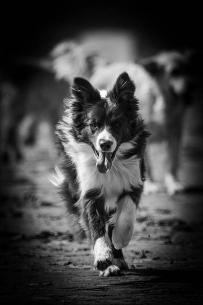 istock Border collie dog walking in belgium 1002792572