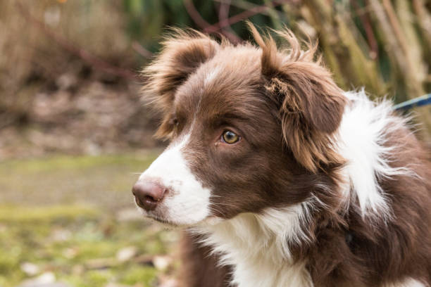 istock Border collie dog walking in belgium 1002792710
