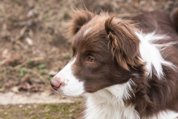istock Border collie dog walking in belgium 1002792860