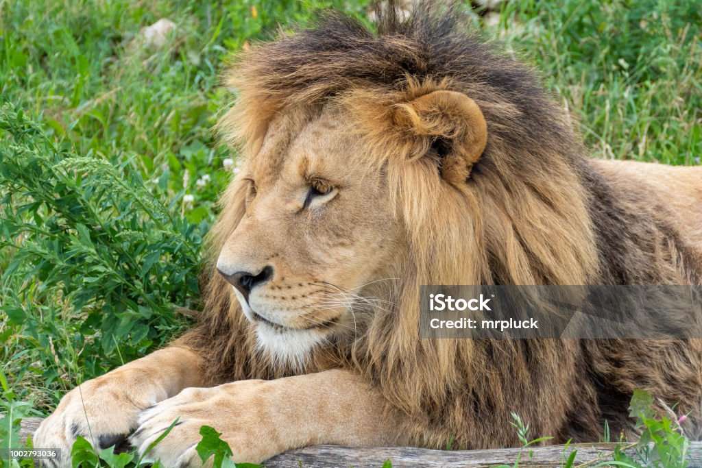 León Macho Con Magnífica Melena De Mentira Foto de stock y más banco de imágenes de Almohadillas - Pata de animal - Almohadillas - Pata de animal, León, Acostado - iStock León Macho Con Magnífica Melena De Mentira Foto de stock y más banco de imágenes de Almohadillas - Pata de animal - Almohadillas - Pata de animal, León, Acostado - iStock