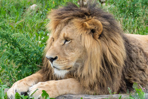 istock Male lion with magnificent mane lying 1002793036