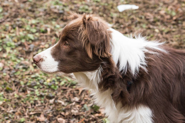 istock Border collie dog walking in belgium 1002793272