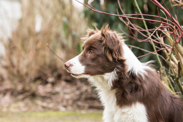 istock Border collie dog walking in belgium 1002793604