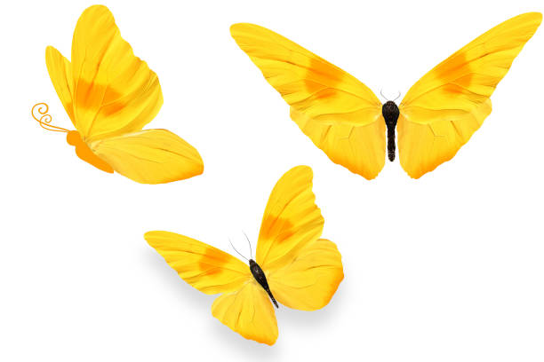 istock Set of three butterflies from different angles with bright yellow wings 1002793742