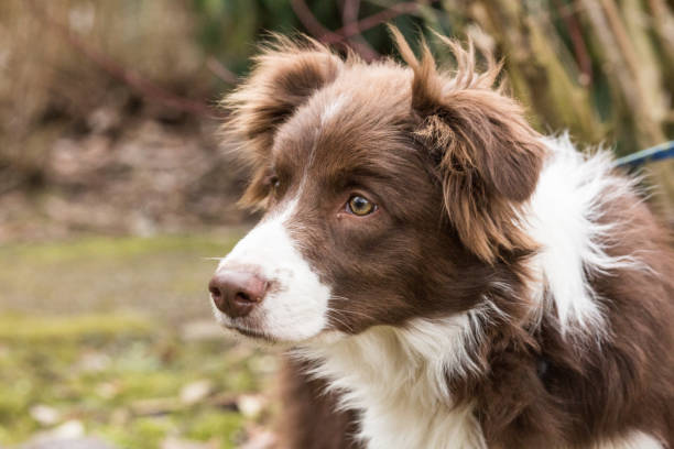 istock Border collie dog walking in belgium 1002793910
