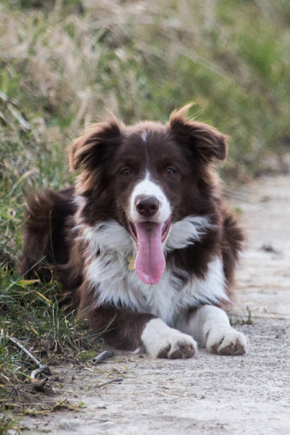 istock Border collie dog walking in belgium 1002798458