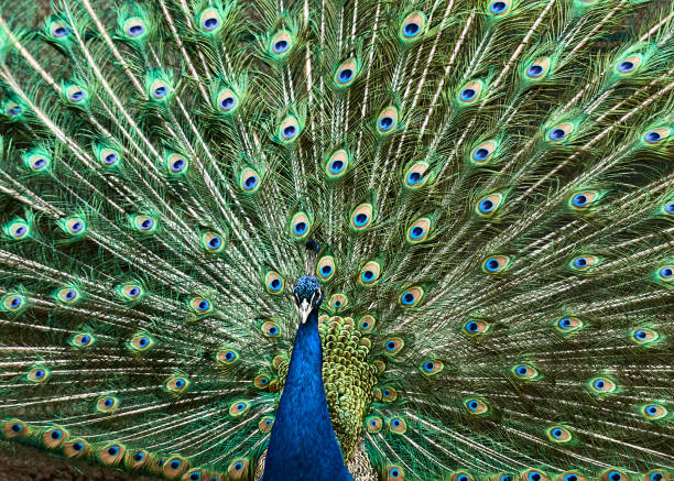 istock Portrait of a peacock. 1002798524
