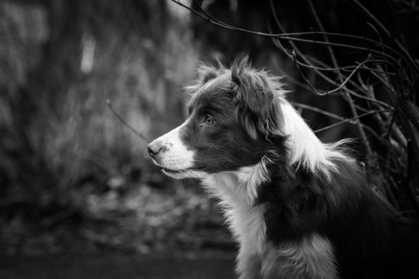 istock Border collie dog walking in belgium 1002800570