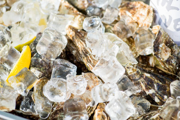 oysters in ice with lemon