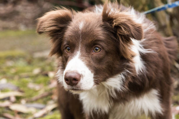 istock Border collie dog walking in belgium 1002800636