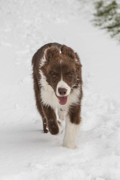 istock Border collie dog walking in belgium 1002800648