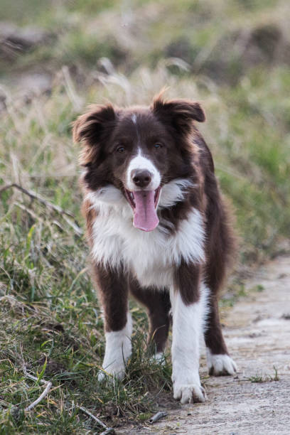 istock Border collie dog walking in belgium 1002800954